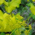 Smyrnium perfoliatum